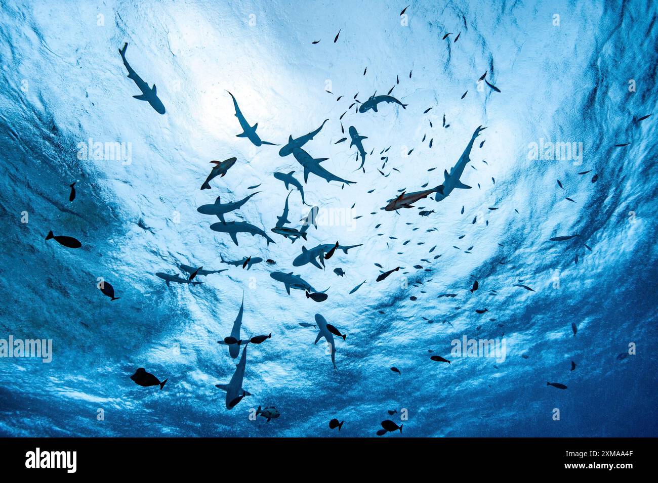 Vista dello snorkeling subacqueo dalla profondità fino alla superficie del mare, con gli squali che nuotano nuotando, gli squali della barriera corallina, l'Oceano Pacifico Foto Stock