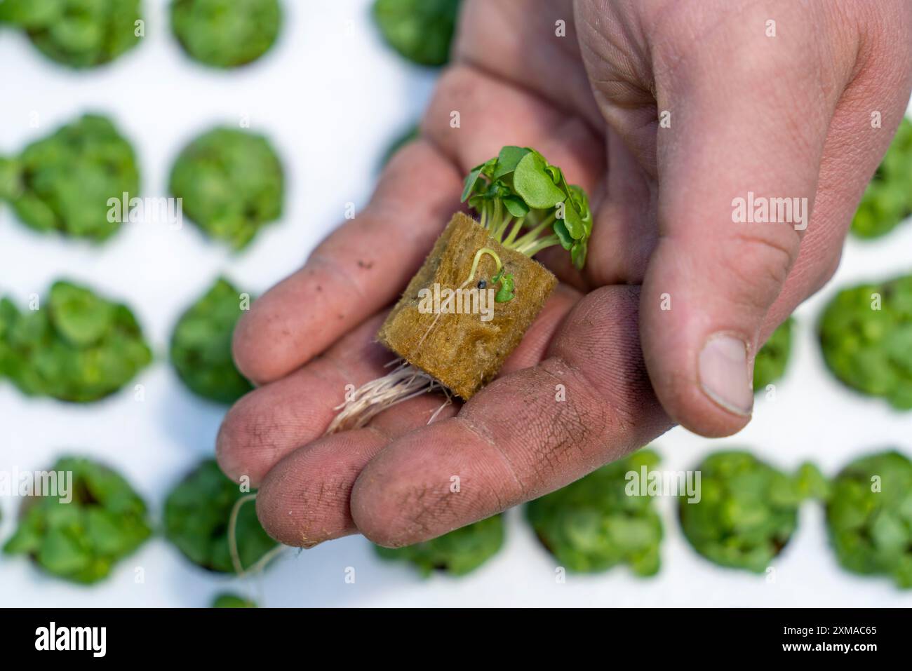 L'agricoltura, il giardinaggio delle erbe, le giovani piante di basilico, in vasi pressati, con terreno in crescita e nutrienti, sono piantate in letti in una serra Foto Stock