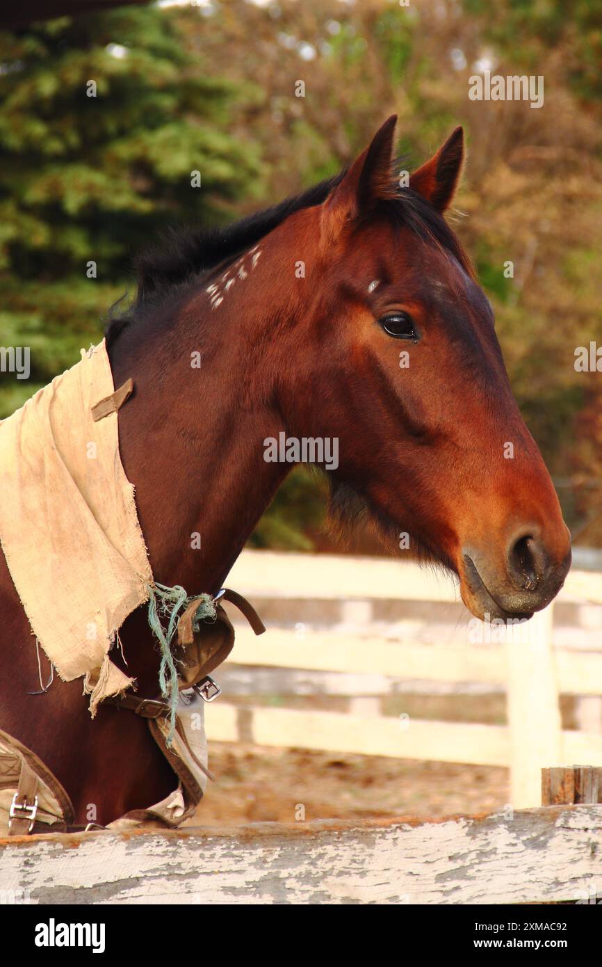 Maestoso cavallo bruno nella fattoria Foto Stock