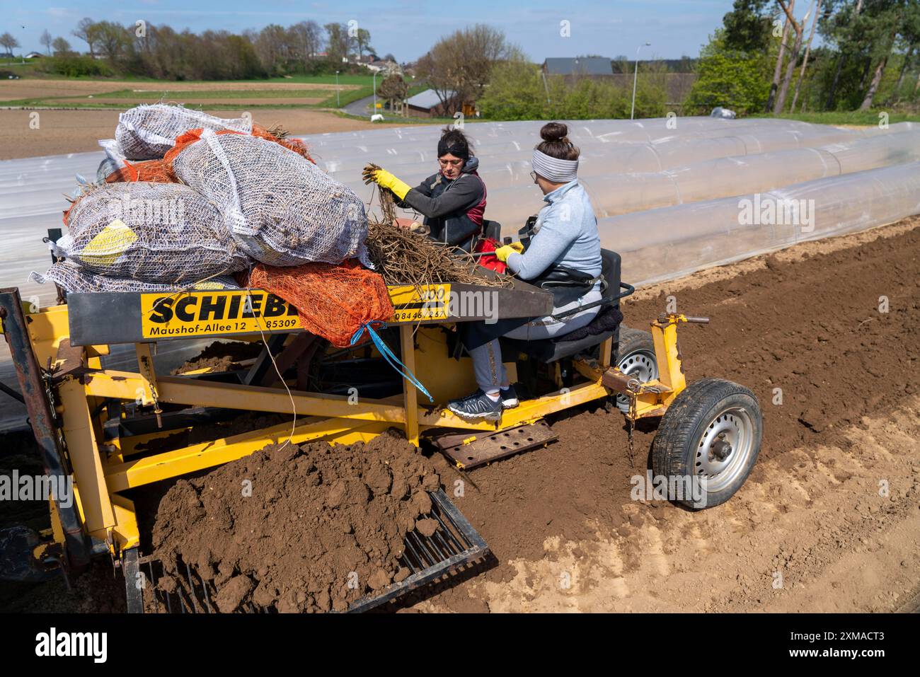 Azienda agricola di asparagi, pianta di asparagi, piantata in un campo, con una macchina per la piantagione, dopo un buon anno il primo asparago cresce dal rizoma, la pianta Foto Stock