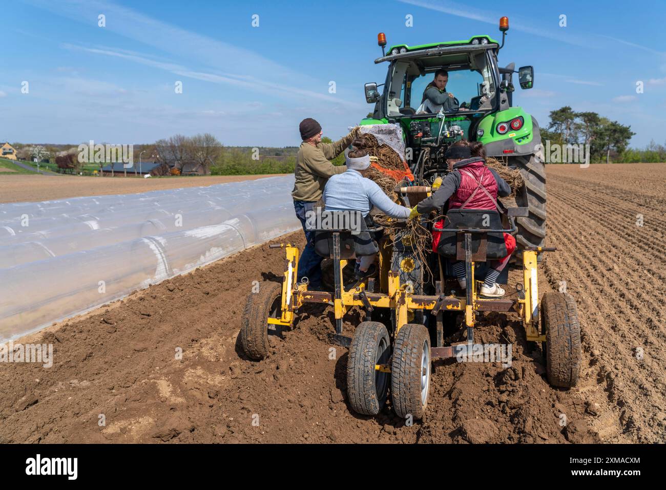 Azienda agricola di asparagi, pianta di asparagi, piantata in un campo, con una macchina per la piantagione, dopo un buon anno il primo asparago cresce dal rizoma, la pianta Foto Stock