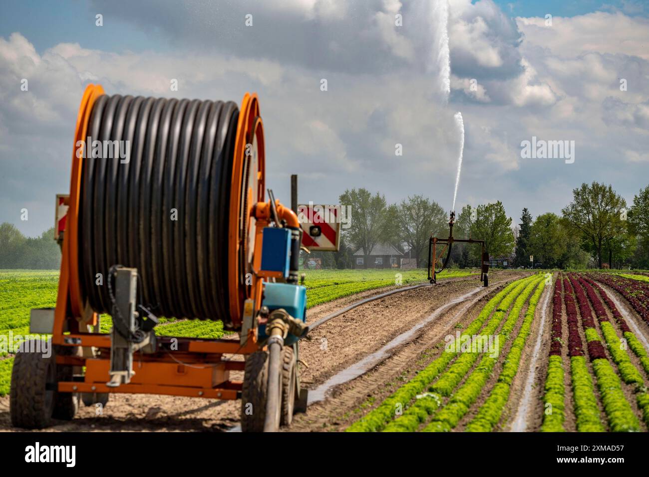 Un campo viene irrigato artificialmente, l'acqua viene spruzzata sul campo attraverso un sistema di irrigazione, un campo con diverse piante di lattuga, in diverse fasi Foto Stock