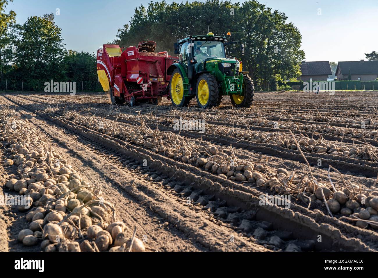 La raccolta delle patate, il cosiddetto metodo di raccolta frazionata, prima i tuberi vengono prelevati dal terreno con una piantatrice a file, quindi dopo una breve essiccazione Foto Stock