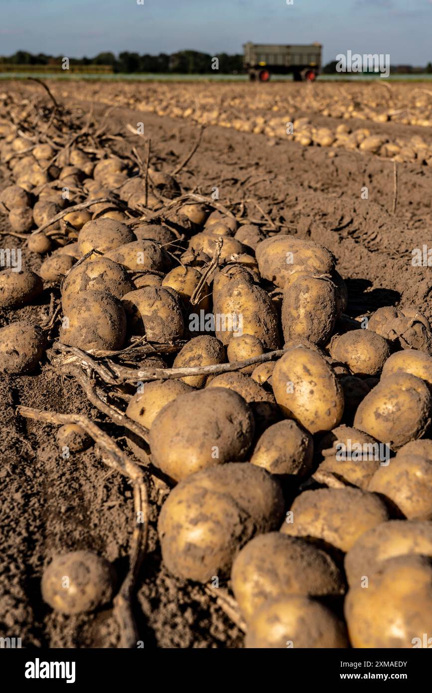 Raccolta delle patate, varietà melodie, cosiddetto metodo di raccolta frazionata, prima i tuberi vengono prelevati dal terreno con una piantatrice a file, quindi dopo un Foto Stock