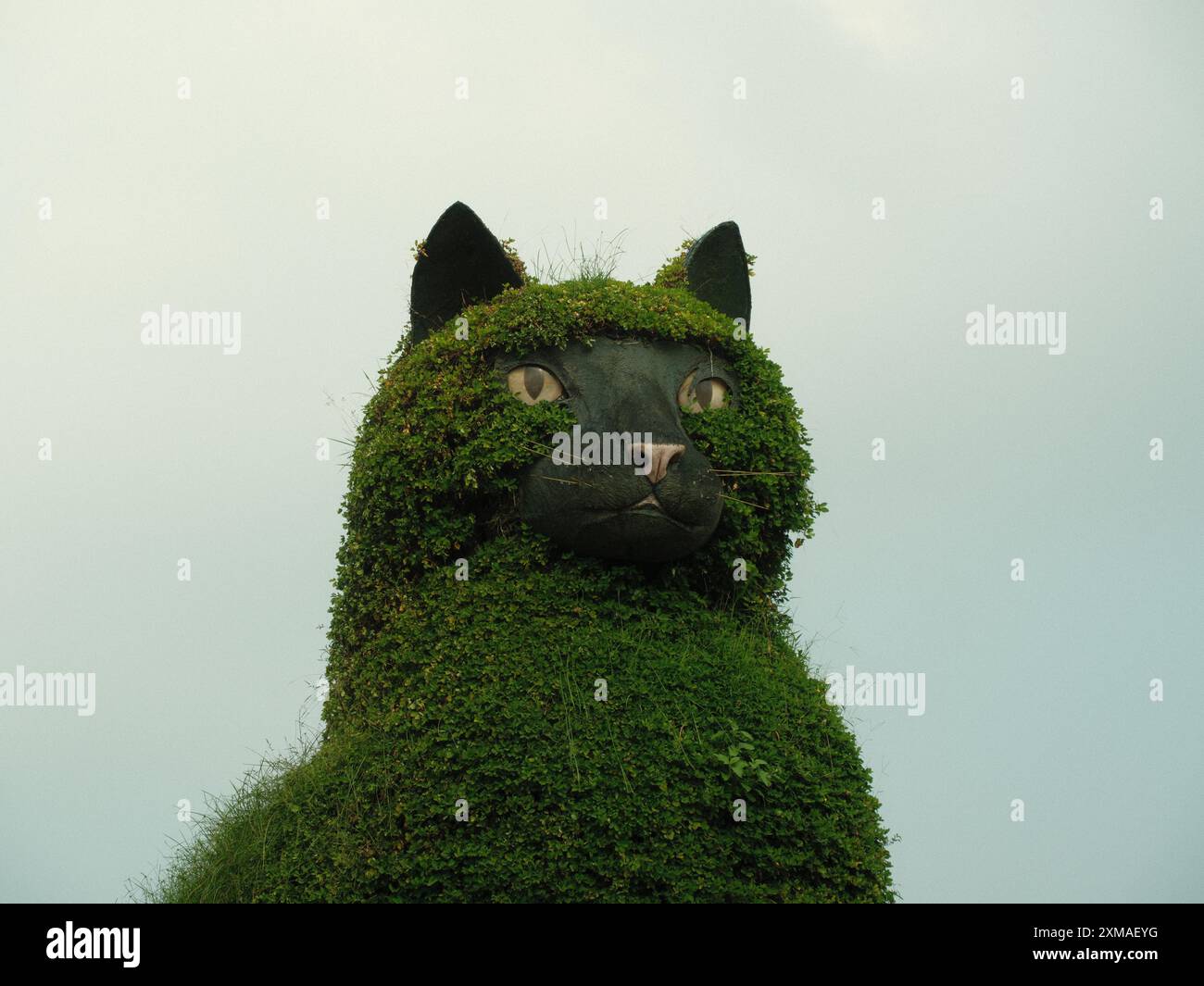 Un gatto è coperto di piante verdi e guarda verso l'alto la telecamera. L'immagine ha un umore bizzarro e giocoso, in quanto il gatto non è un soggetto tipico per Foto Stock