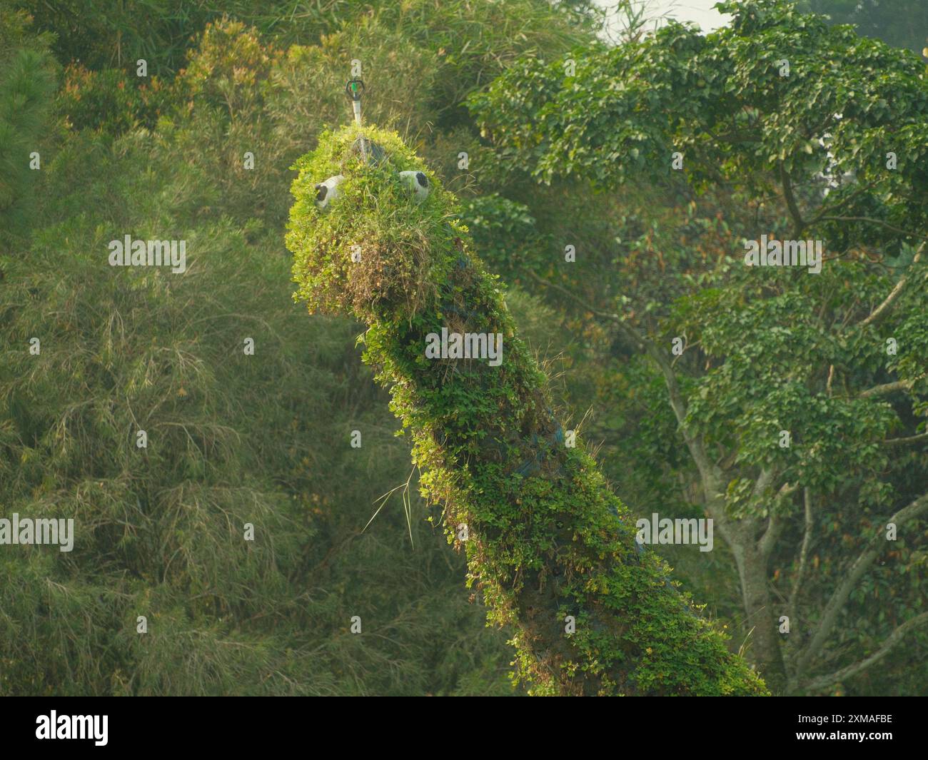 Un albero alto con una grande pianta verde che ne cresce Foto Stock