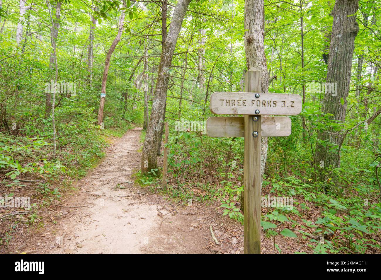 Insegna Theee Forks all'Appalachian Trail Georgia Foto Stock