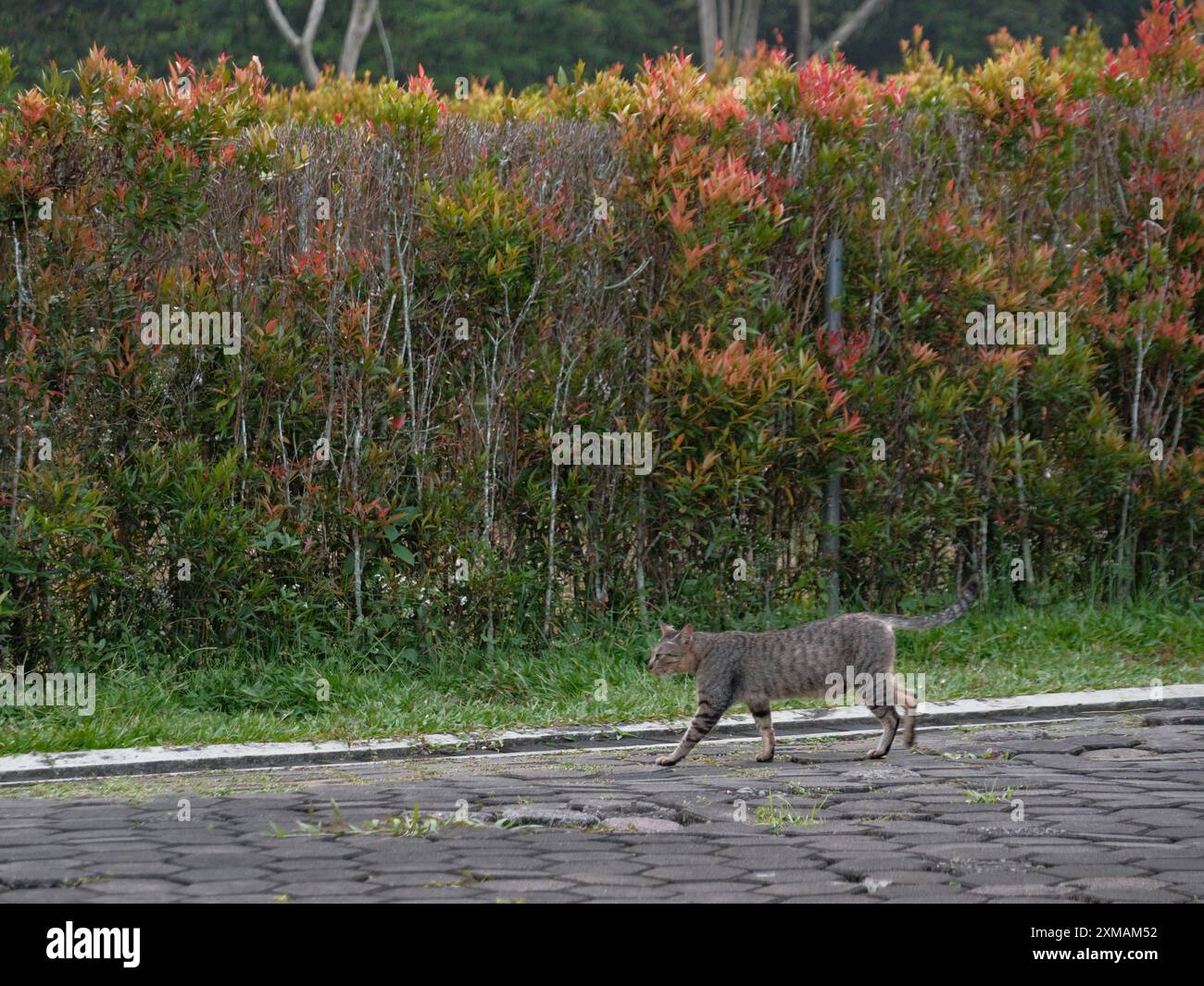 Un gatto sta camminando su un marciapiede accanto a una siepe Foto Stock