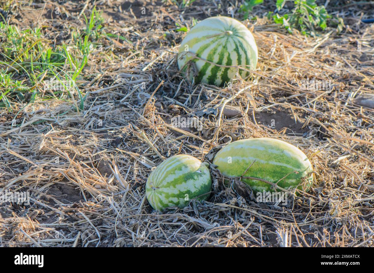 Anguria che cresce su una vite Foto Stock