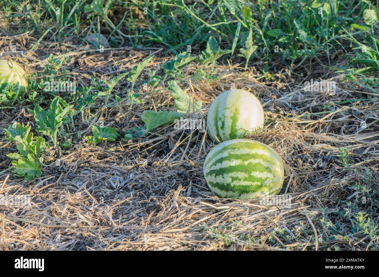 Anguria verde che cresce nell'azienda agricola biologica da giardino. Foto Stock