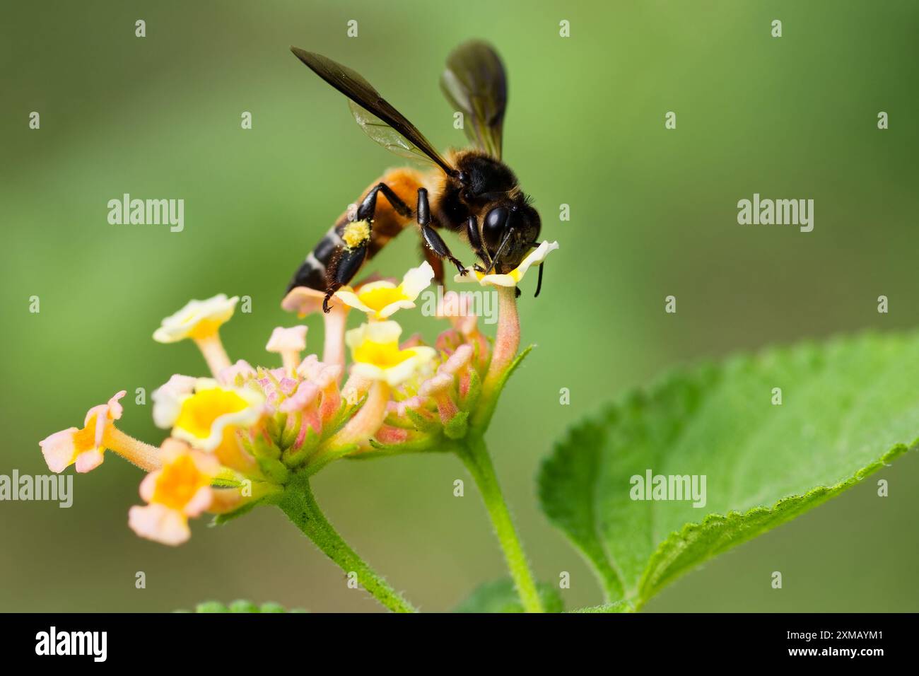 Giant Honey Bee - Apis dorsata Foto Stock