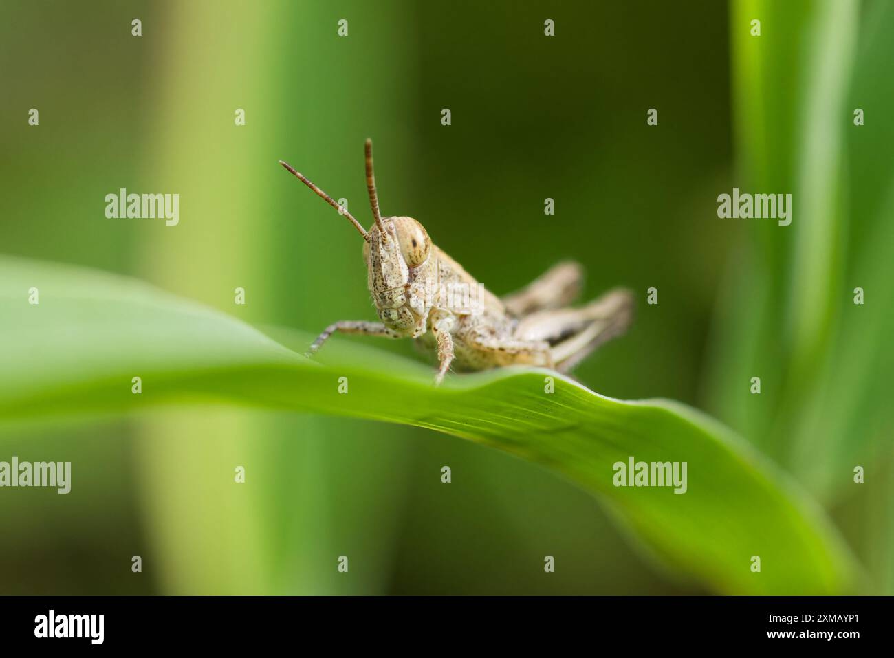 Grasshopper - Caelifera Foto Stock Grasshopper - Caelifera Foto Stock