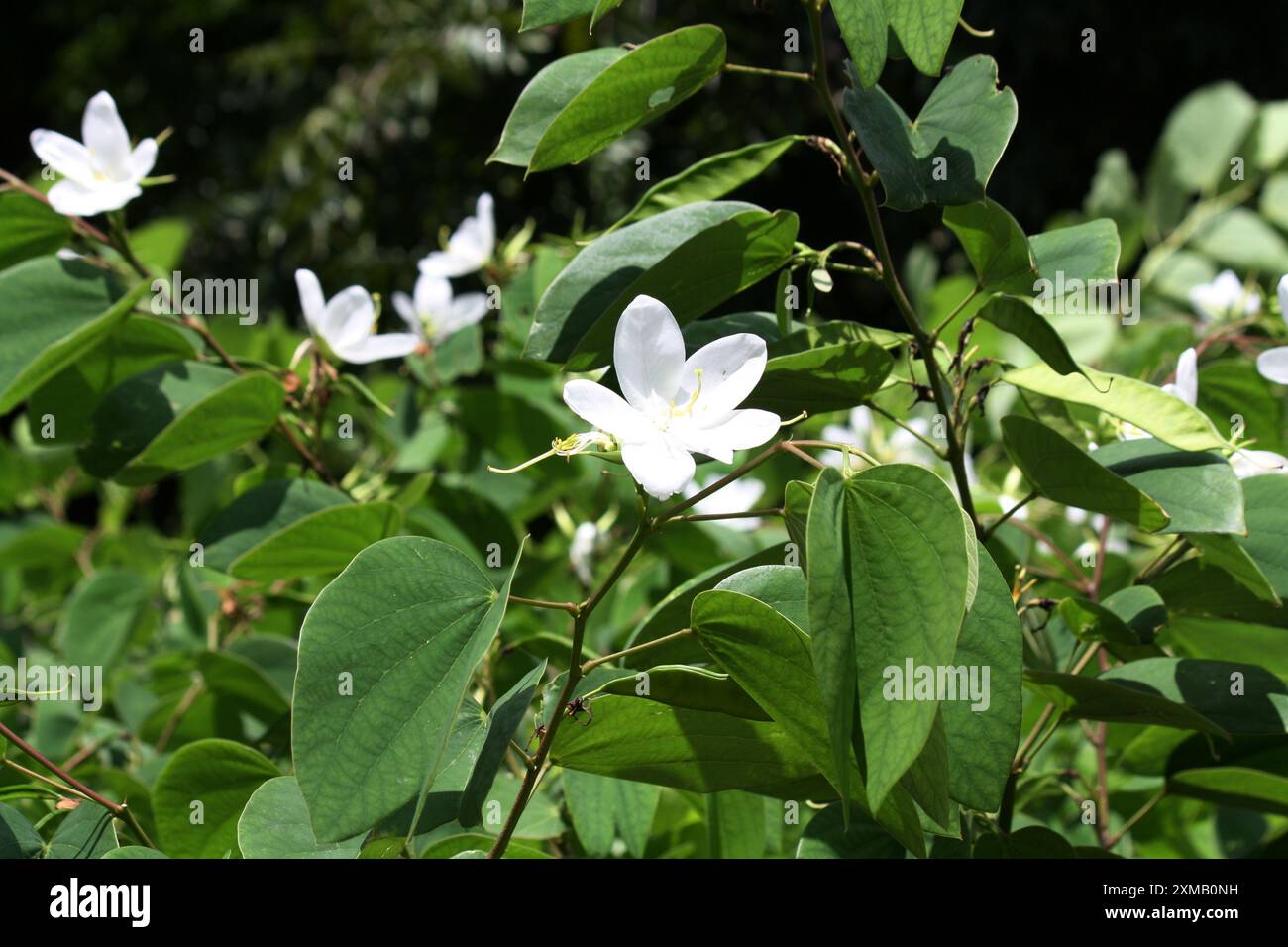 Fiore di orchidea bianca (Bauhinia acuminata) tra fogliame verde: (Pix Sanjiv Shukla) Foto Stock