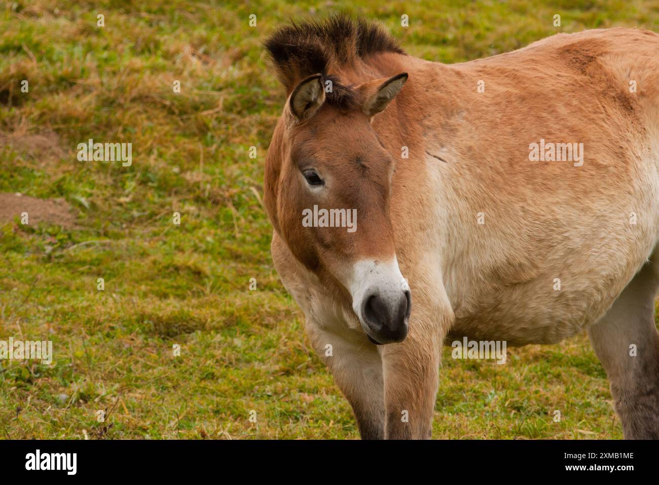 Un cavallo marrone con criniera scura eretta e muso pallido si trova sull'erba nella regione della Foresta Bavarese in Germania. Foto Stock