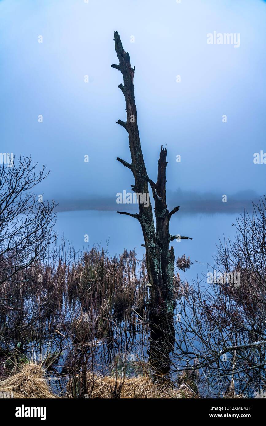 Parco naturale High Fens, nella regione di confine tedesco-belga vicino a Eupen, inverno, nebbia, sentieri di legno a sud della N67, vicino a Ternell Foto Stock