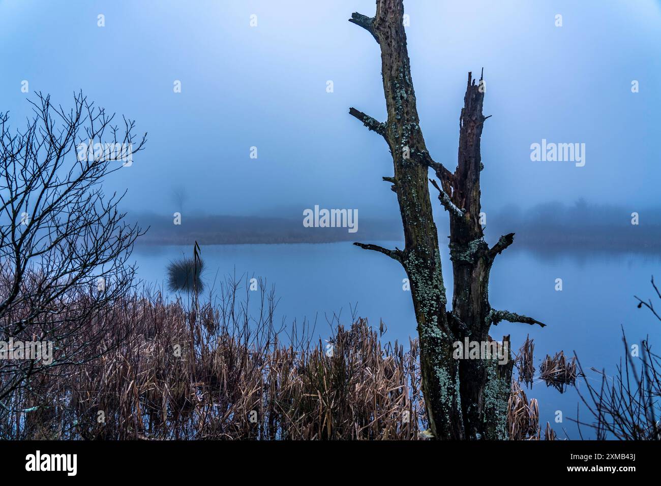 Parco naturale High Fens, nella regione di confine tedesco-belga vicino a Eupen, inverno, nebbia, sentieri di legno a sud della N67, vicino a Ternell Foto Stock