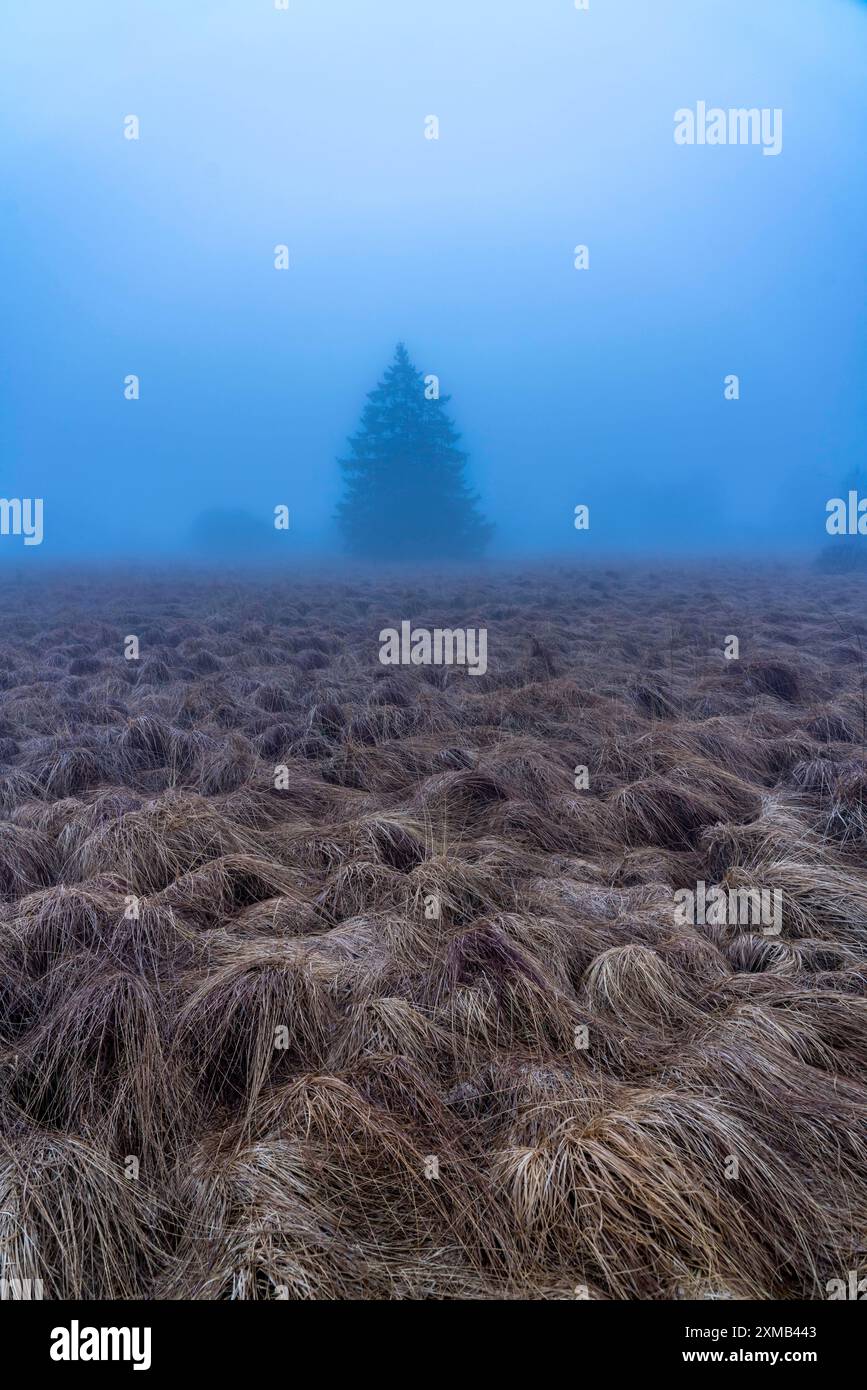 Parco naturale High Fens, nella regione di confine tedesco-belga vicino a Eupen, inverno, nebbia, sentieri di legno a sud della N67, vicino a Ternell Foto Stock