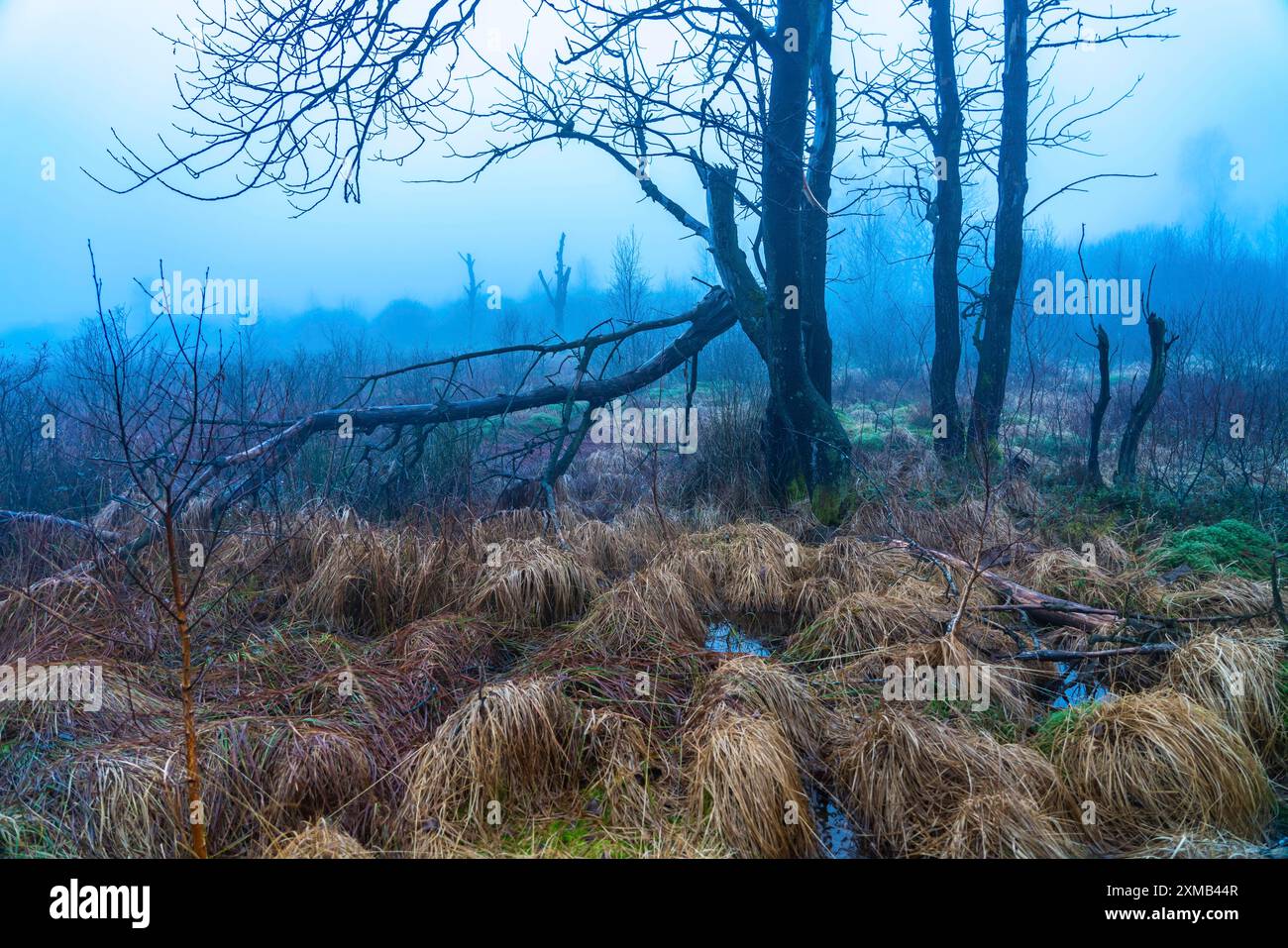 Parco naturale High Fens, nella regione di confine tedesco-belga vicino a Eupen, inverno, nebbia, sentieri di legno a sud della N67, vicino a Ternell Foto Stock