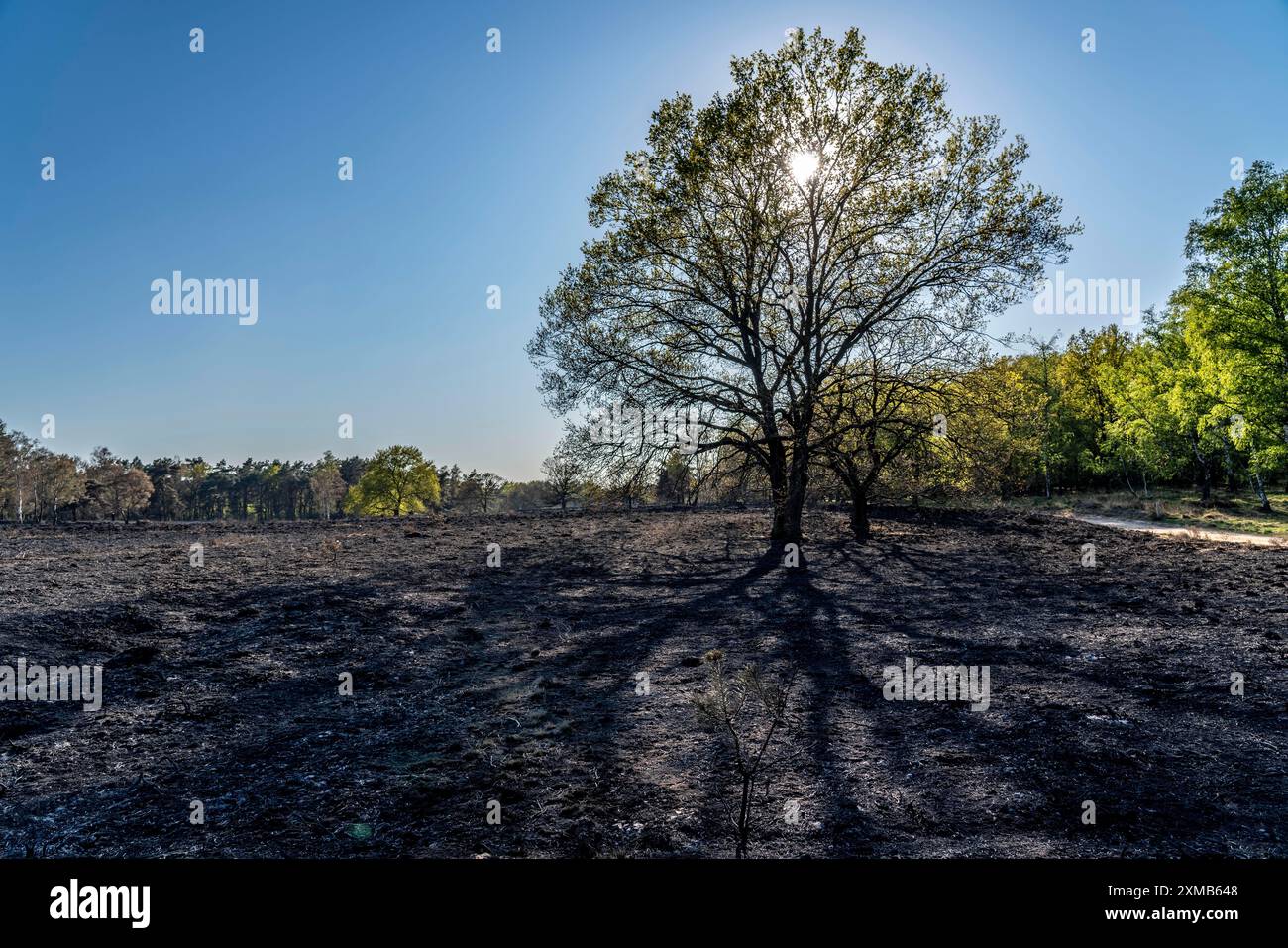 Conseguenze di un incendio boschivo nella regione di confine tedesco-olandese vicino a Niederkruechten-Elmpt, nella riserva naturale De Meinweg, Paesi Bassi Foto Stock