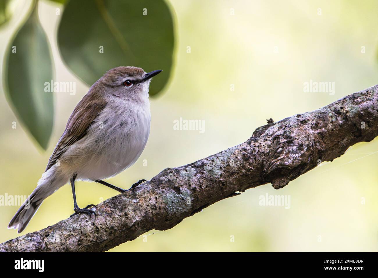 Un Gerygone di mangrovie arroccato su un ramo d'albero Foto Stock