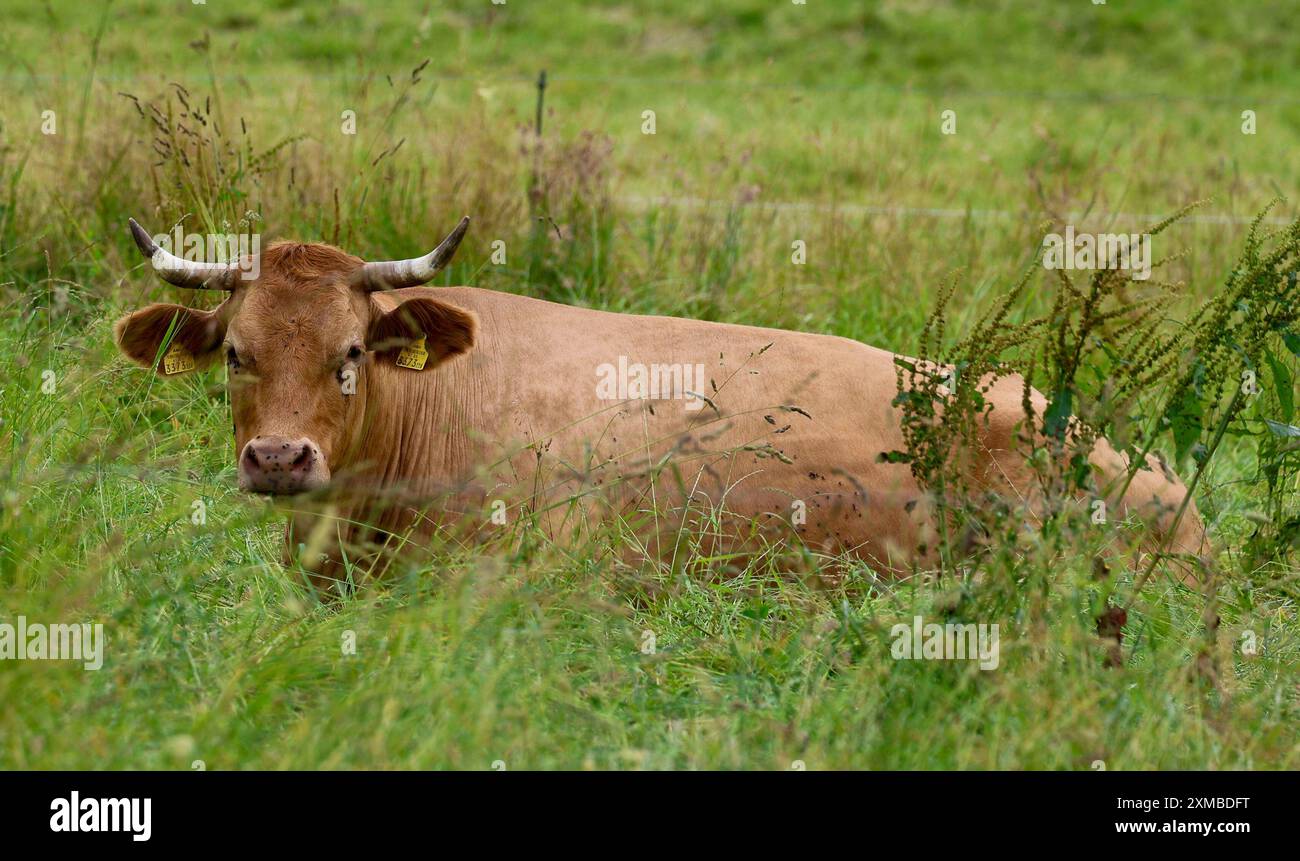 26.07.2024, Handenberg, AUT, Unterwegs in Oberösterreich, Symbolbild, Themenbild, Verschiedene Themenbilder, im Bild Feature, Kuh, Kühe, Weide, Grasen, Grüne Wiese, Landwirtschaft, Bio, Bauer, Ohrmarken, Kühe liegen in der Wiese, *** 26 07 2024, Handenberg, AUT, On the Road in Upper Austria, immagine simbolica, immagine a tema, varie immagini a tema, in Picture Feature, mucche, mucche, pascoli, prati verdi, agricoltura, agricoltura biologica, agricoltore, marchi auricolari, mucche distese nel prato, Foto Stock