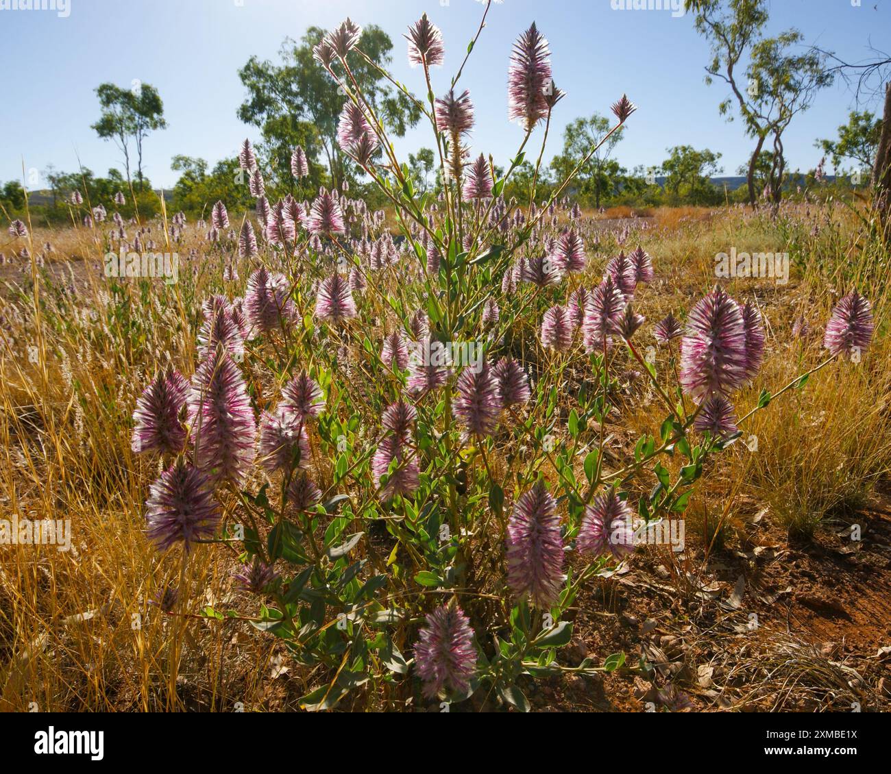 Pianta di Mulla Mulla rosa in fiore (Ptilotus exaltatus), Australia occidentale Foto Stock