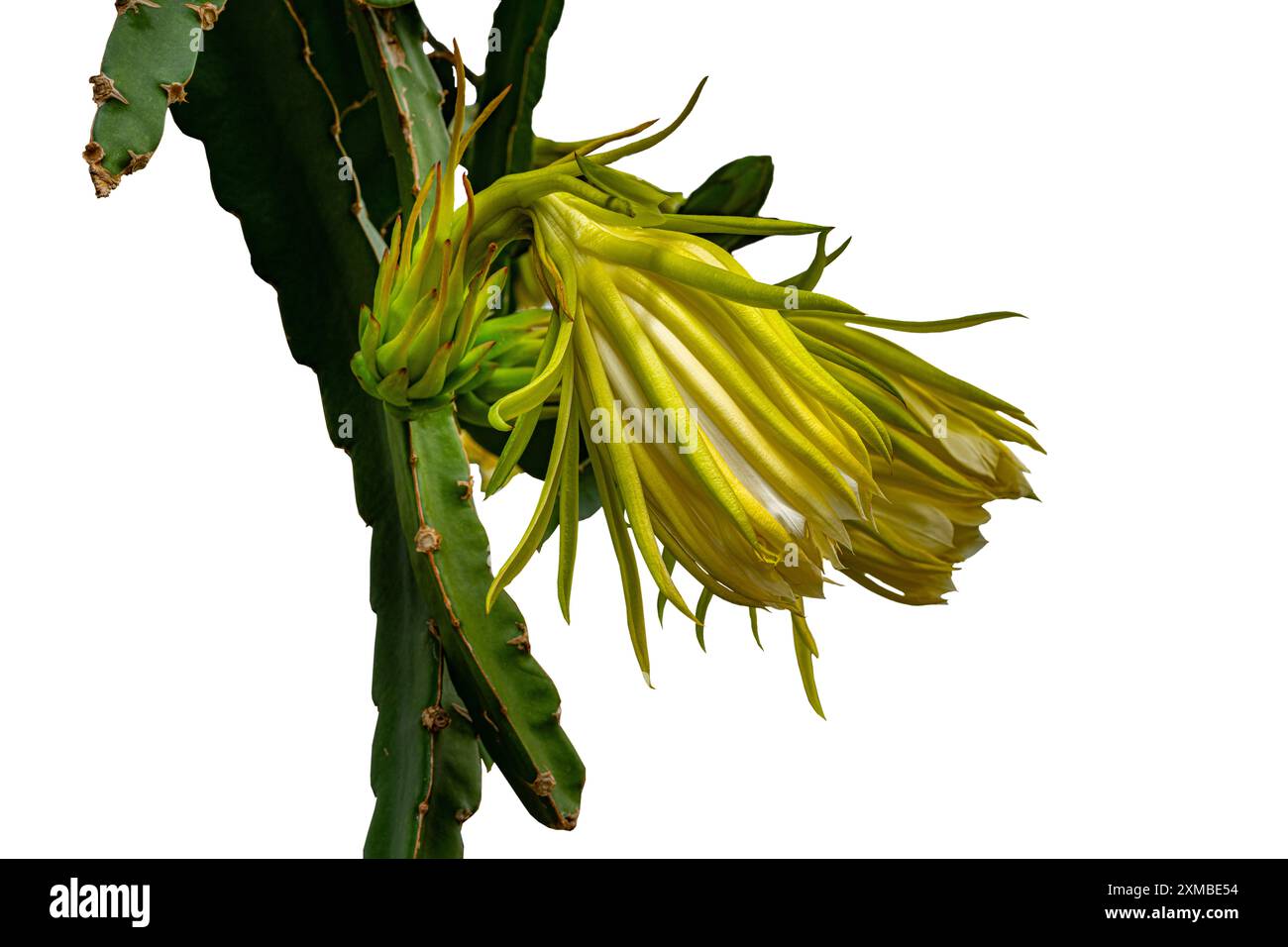 Primo piano del fiore non aperto di hylocereus undatus (pitahaya a carne bianca) coltivato come vite ornamentale o per i suoi frutti. Foto Stock