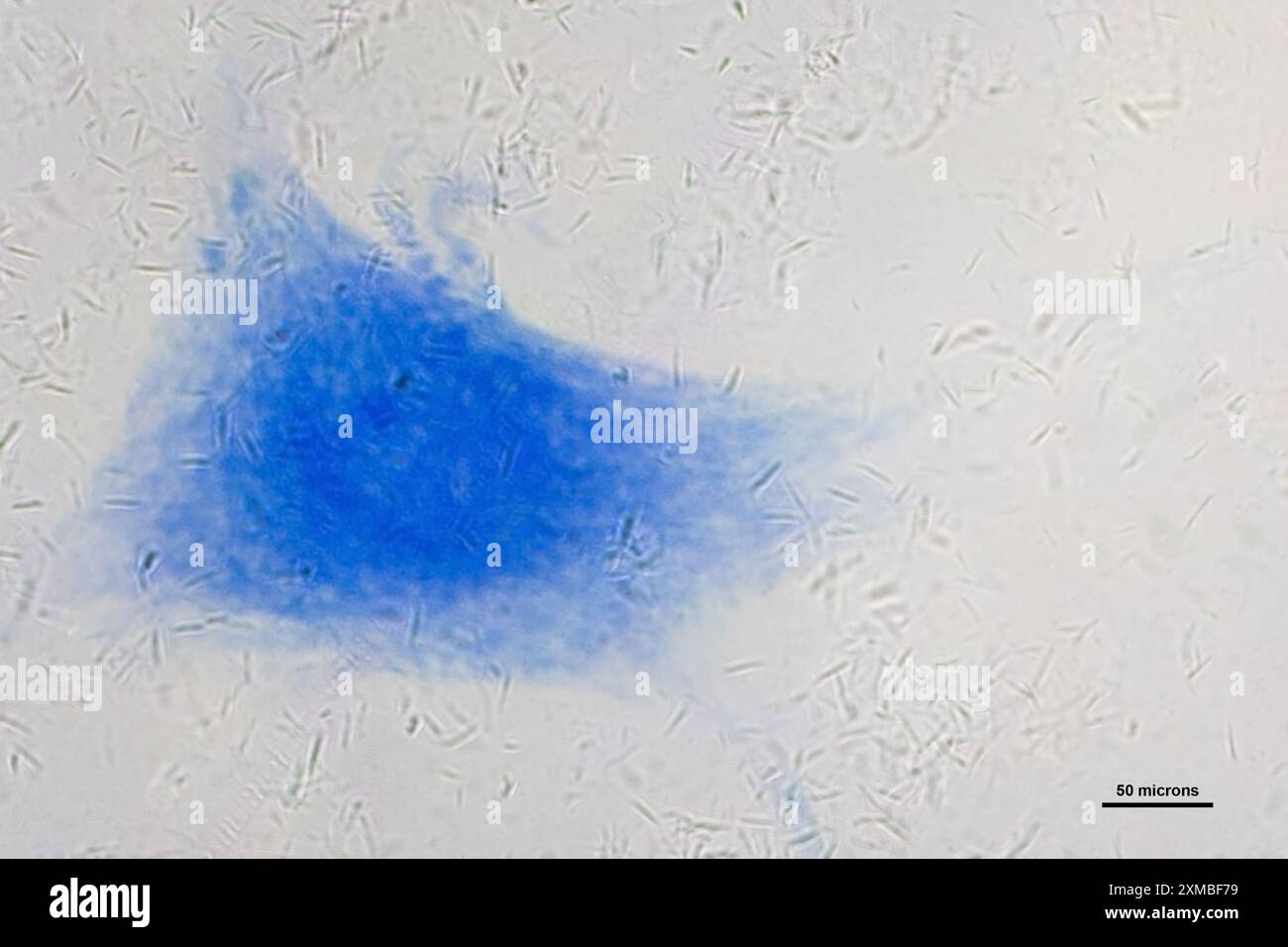 cellule nervose sotto un microscopio luminoso a 40 gradi di ingrandimento Foto Stock