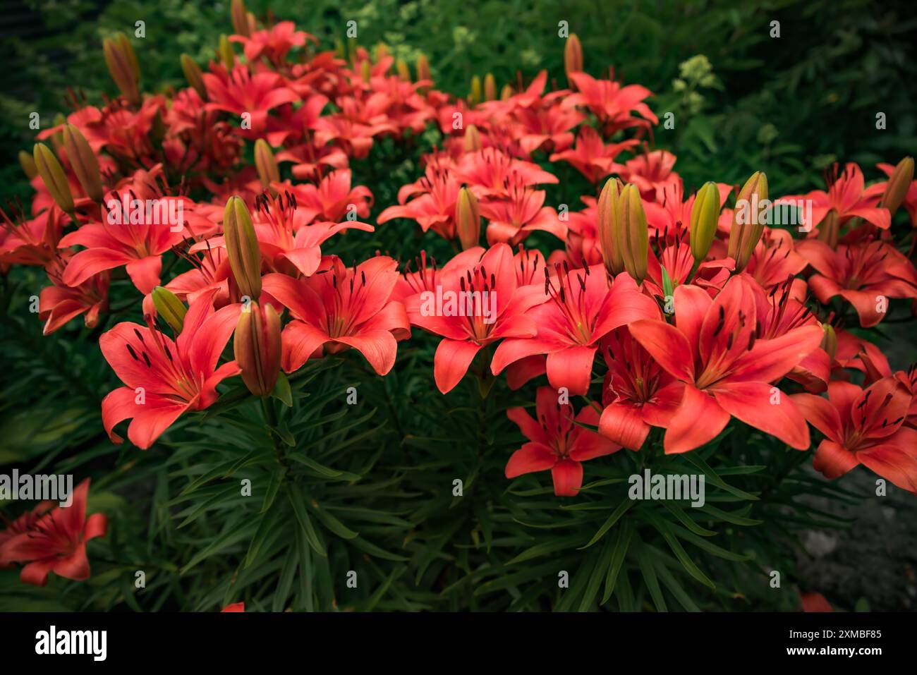 Lilium Asiatic Hybrid o Red Lilies cresce in russia Foto Stock