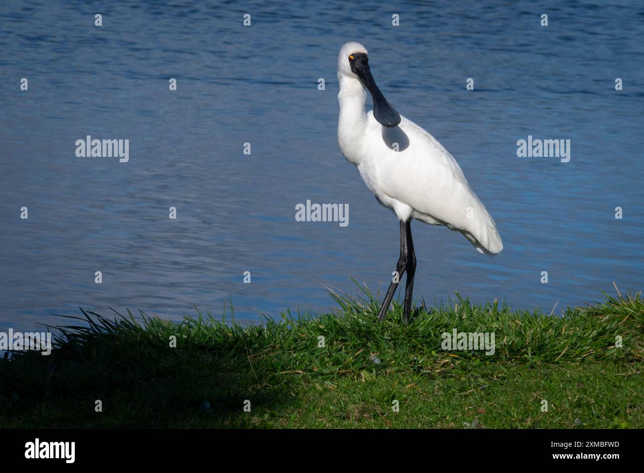 Royal Spoonbill a Waikanae, Kapiti, Isola del Nord, nuova Zelanda Foto Stock