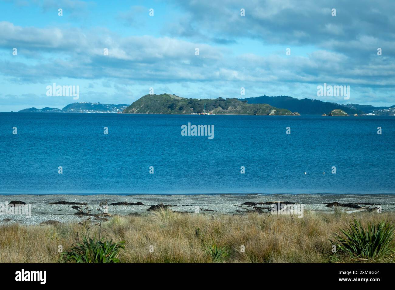 Isola Matiu-Soames, da Petone Beach, Wellington, Isola del Nord, nuova Zelanda Foto Stock