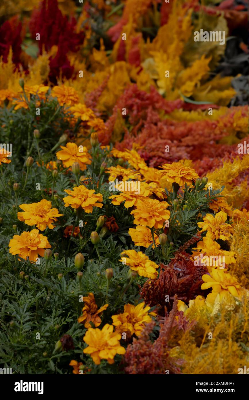 Giardini fioriti pieni di vita Foto Stock