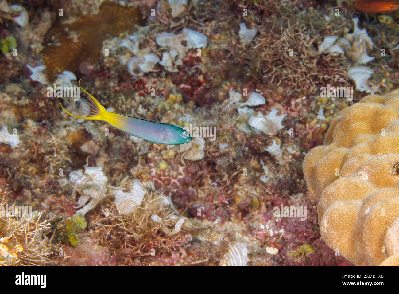 Il fangblenny a coda gialla, Meiacanthus atrodorsalis, è anche conosciuto come blenny a coda d'occhio, Guam, Micronesia, Isole Marianne, Mare delle Filippine Foto Stock