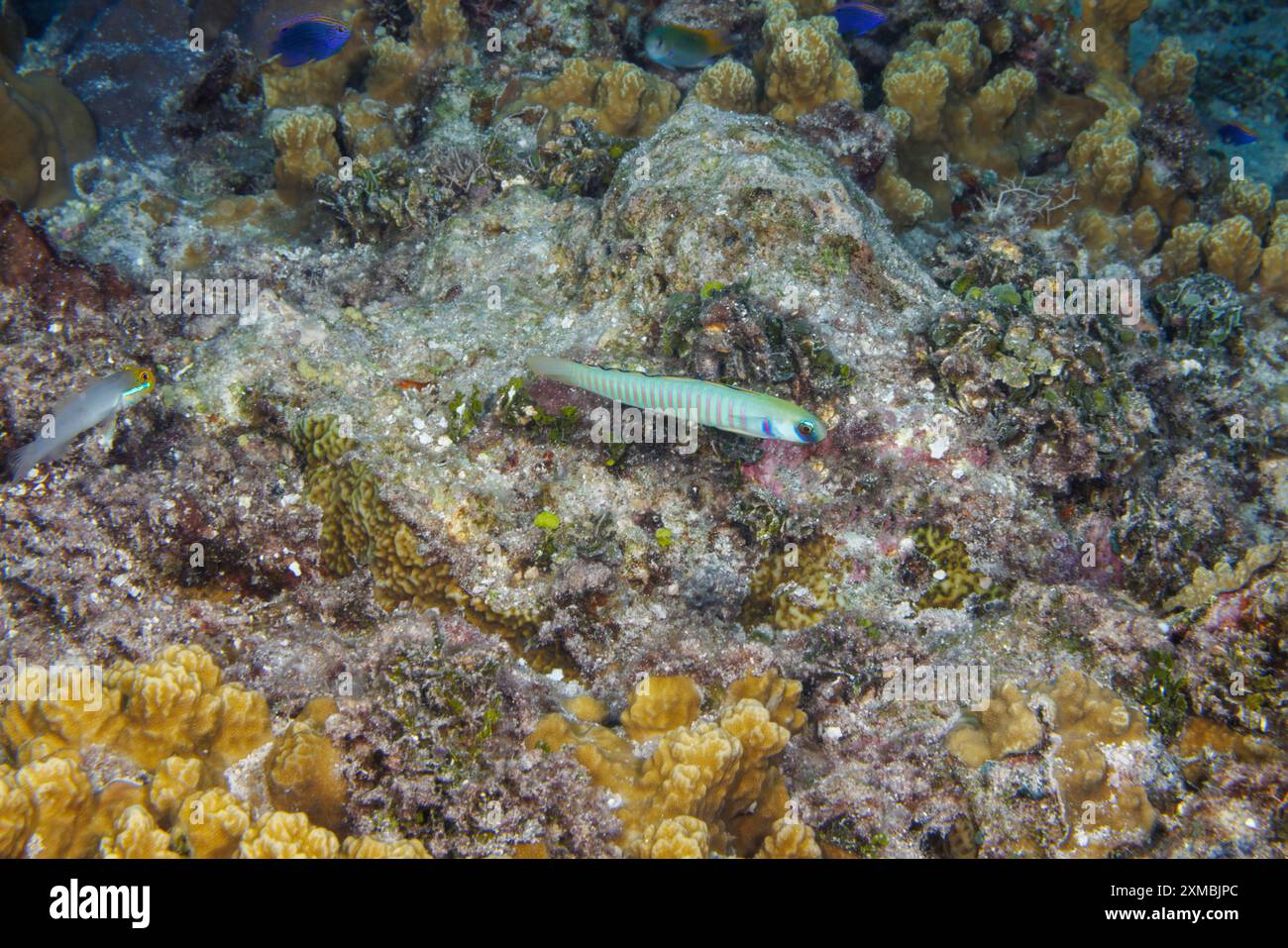 Il pesce dartfish zebra, Ptereleotris zebra, è anche conosciuto come il pesce dartfish barrato zebra e il goby cinese zebra, Guam, Micronesia, Isole Marianne, Pacifico Foto Stock