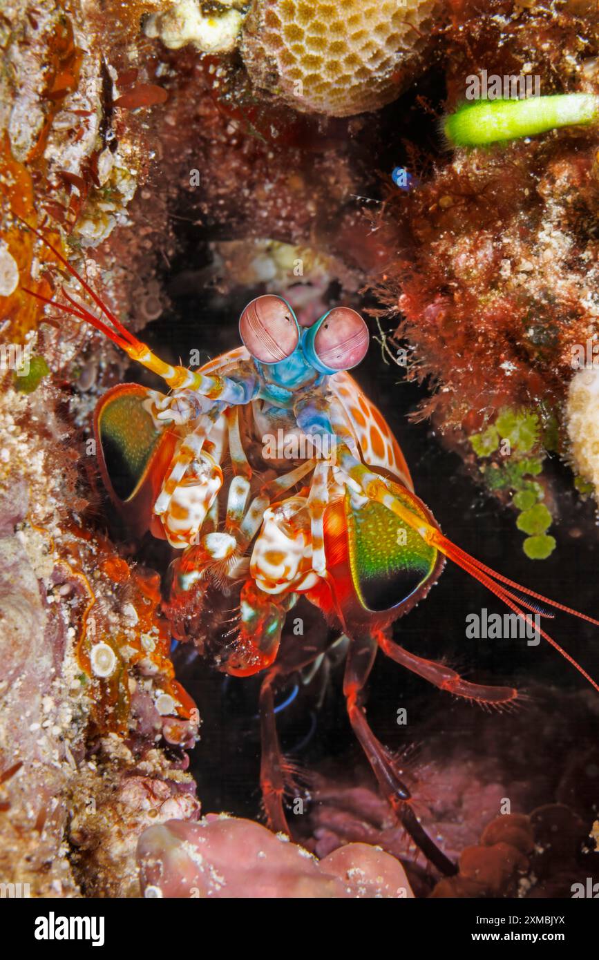Un gambero pavone mantis, Odontodactylus scyllarus, al largo dell'isola di Guam, Micronesia, Isole Marianne, Oceano Pacifico. Foto Stock