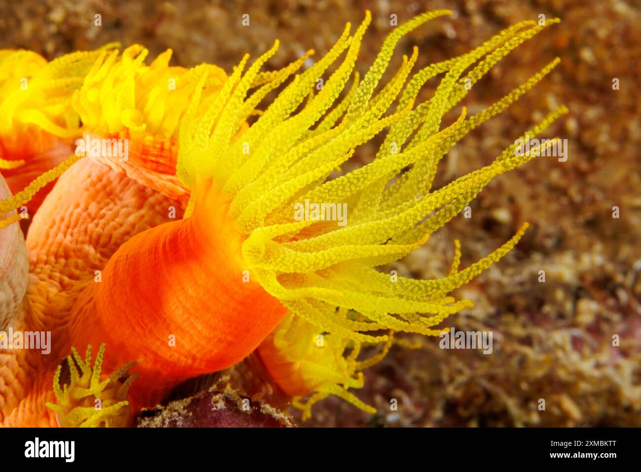 Uno sguardo ravvicinato ai coralli di coppetta d'arancia, Tubastraea coccinea, Guam, Micronesia, Isole Marianne, mare delle Filippine. Foto Stock