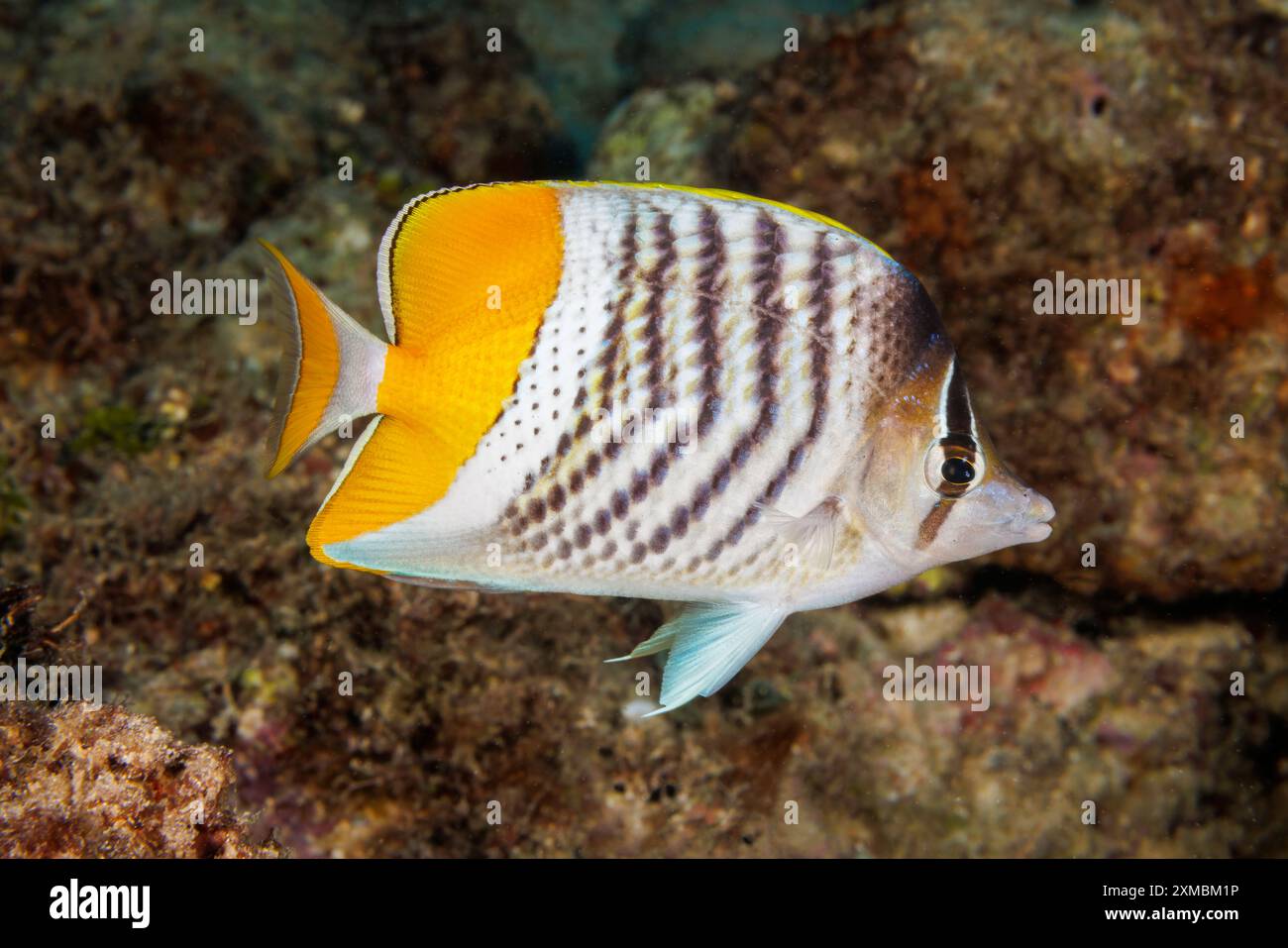 Il pesce farfalla di Merten, Chaetodon mertensii, è anche conosciuto come il pesce farfalla dell'atollo. Fotografato al largo dell'isola di Guam, Micronesia, Foto Stock