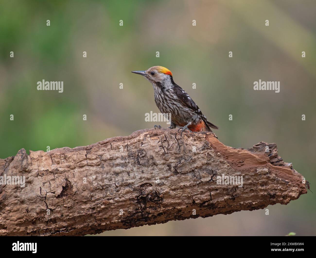 Uccello picchio con la parte anteriore marrone Foto Stock