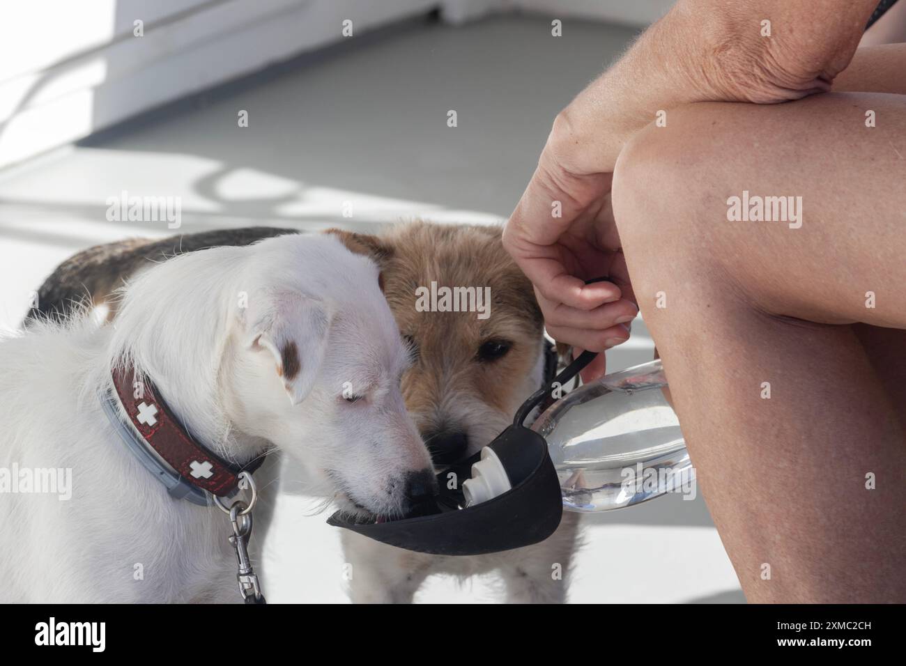 I cani assetati bevono l'acqua di una bottiglia speciale in una calda giornata estiva Foto Stock