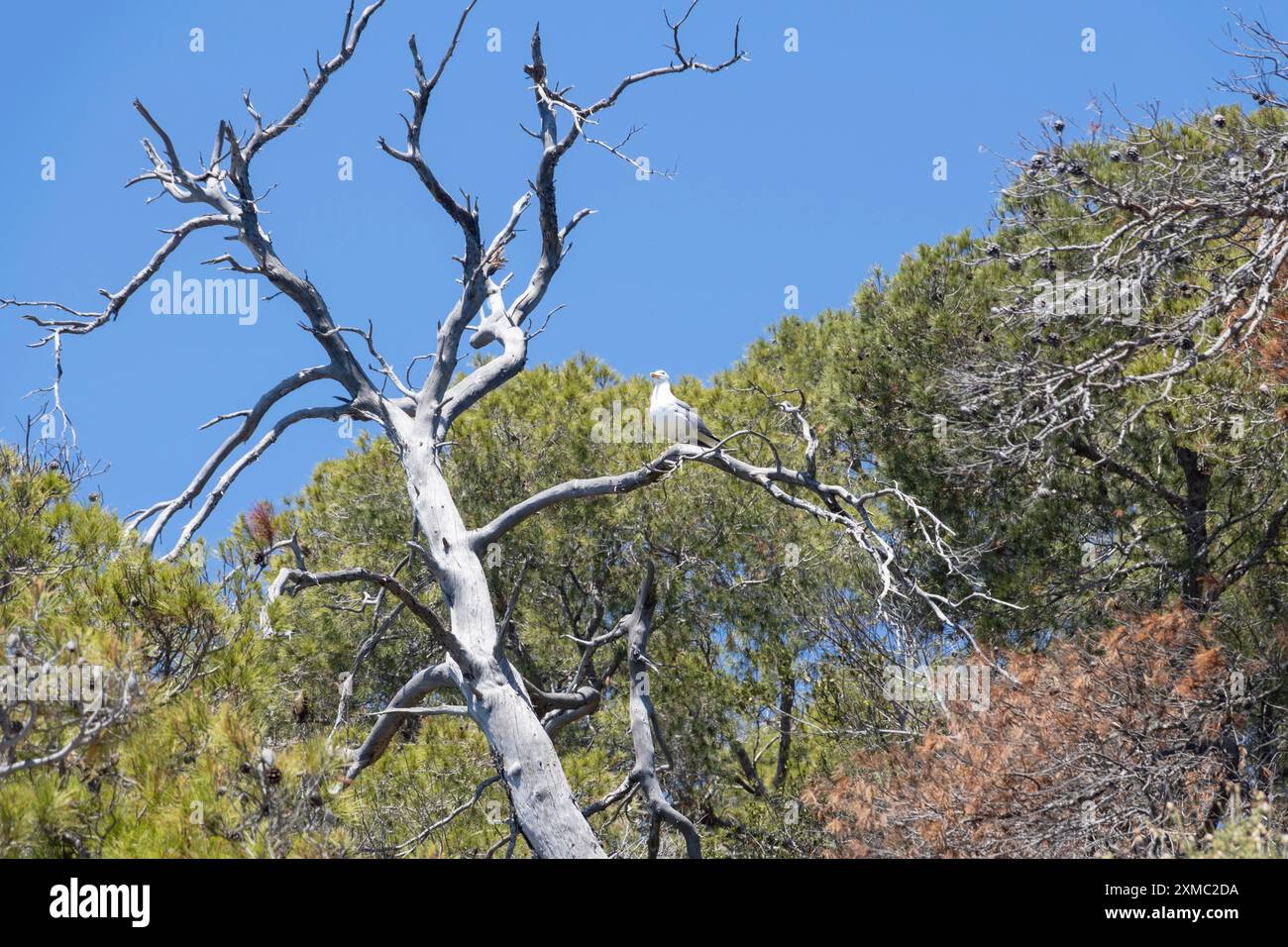 Gabbiano su un albero morto tra vegetazione lussureggiante Foto Stock