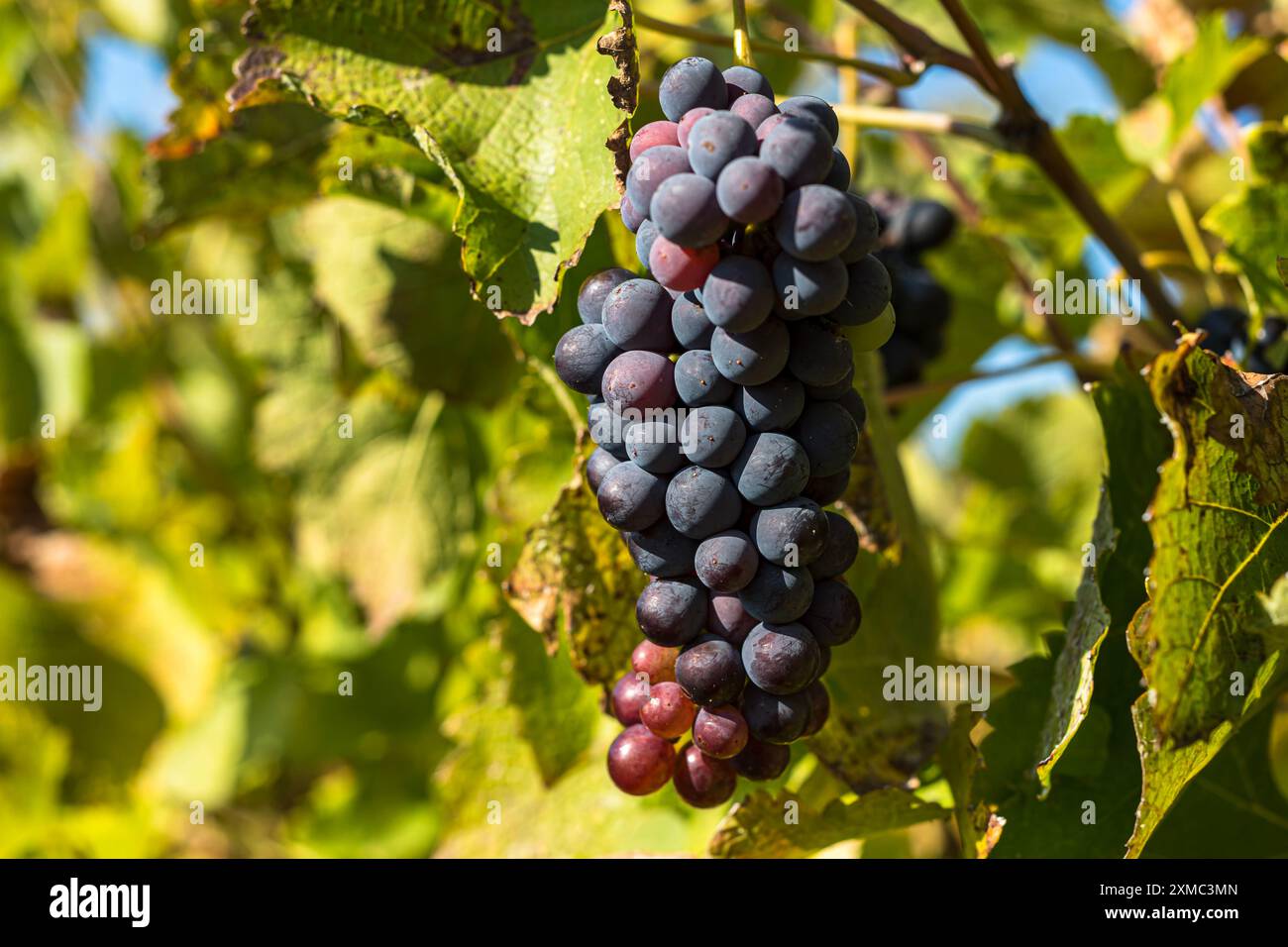 Uva rossa matura su una vite del vino francese della valle del Rodano durante la stagione della vendemmia uva rossa matura su una vite della valle del Rodano francese durante la stagione della vendemmia Foto Stock
