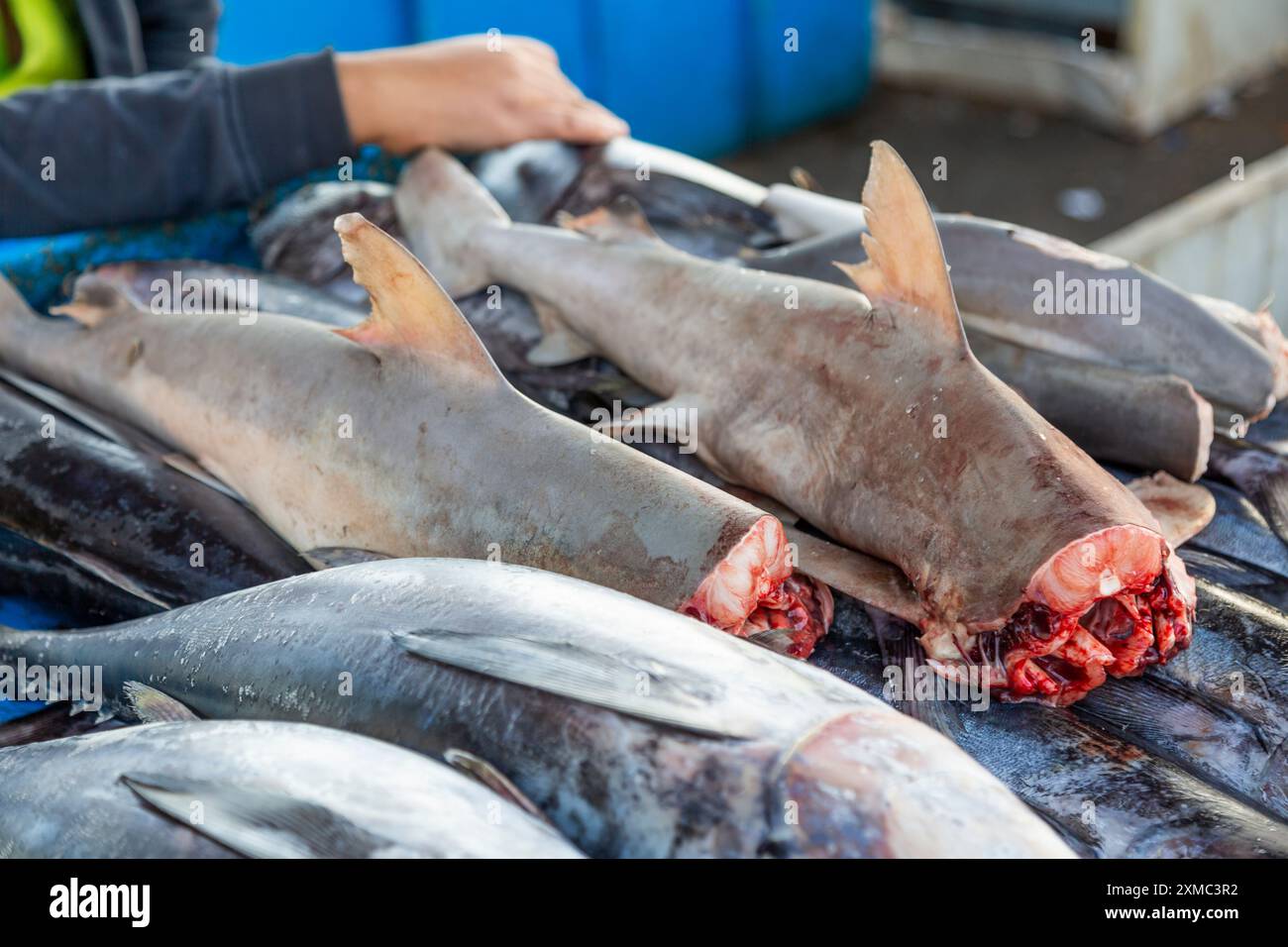 Piccoli squali commestibili e altri pesci in un mercato locale giornaliero a Bandar Abbas, Iran. Foto Stock