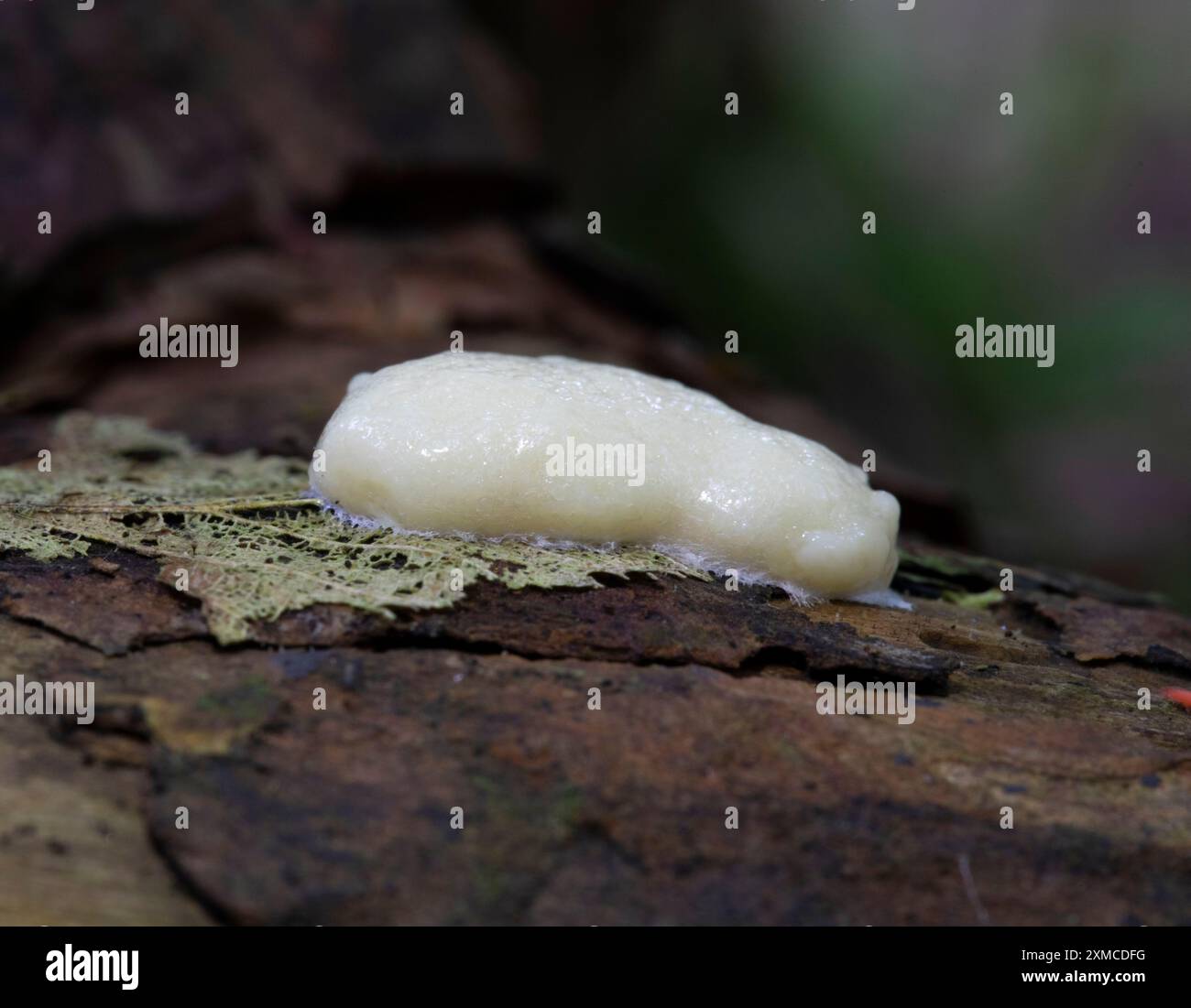 Slime Mould - (False Puffball) - Enteridium lycoperdon su ramo caduto Foto Stock