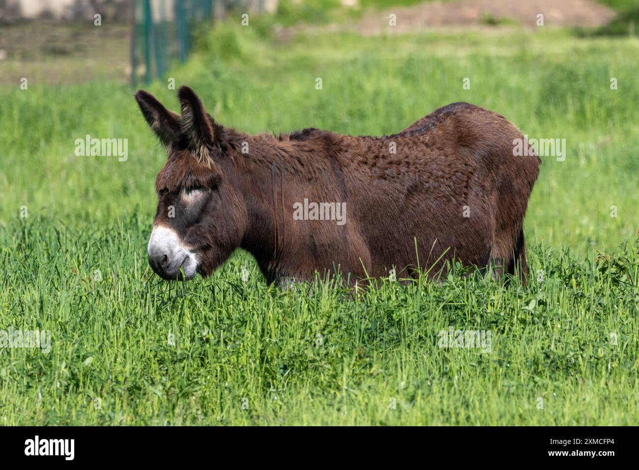 Un asino che cammina e si nutre nell'erba alta. Foto Stock