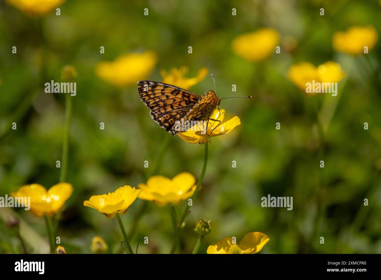 Un fritillario di Glanville (Melitaea cinxia) si stabilì su un fiore giallo. Foto Stock