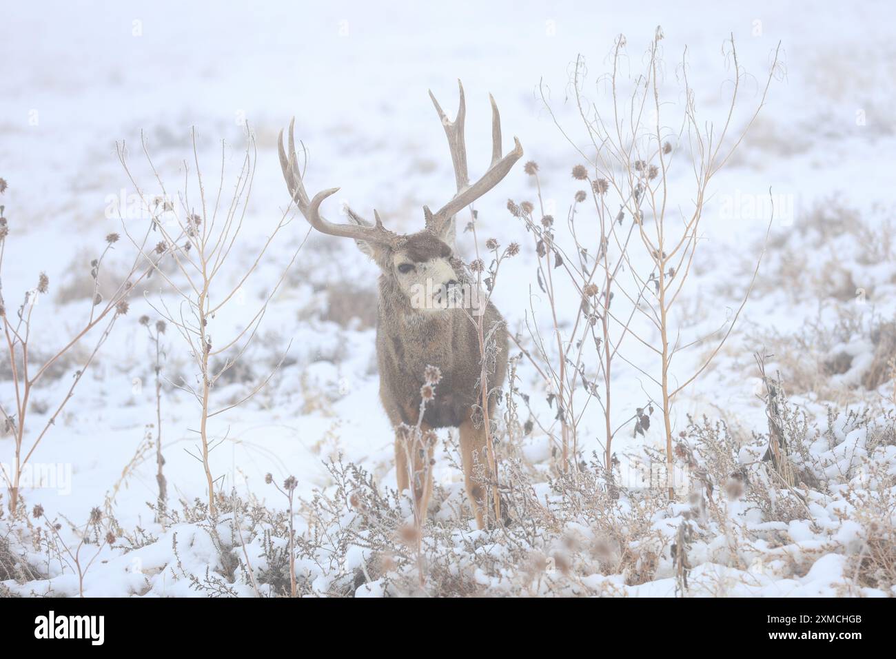 Cervi muli che mangiano vegetazione in un campo innevato con grandi palchi Foto Stock