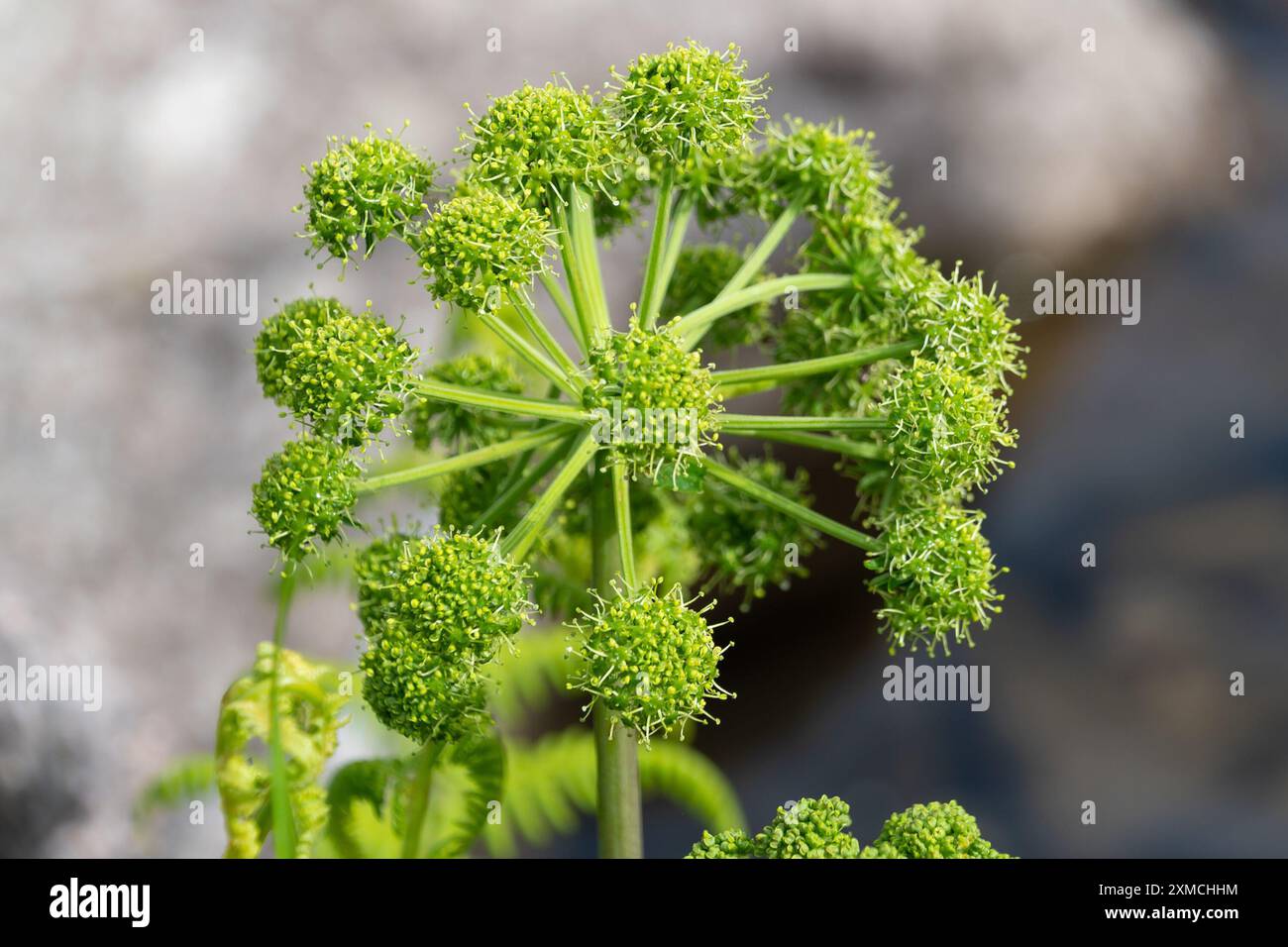 Angelica archangelica, angelica, angelica da giardino, sedano selvatico, angelica norvegese. Una bella pianta. Foto Stock