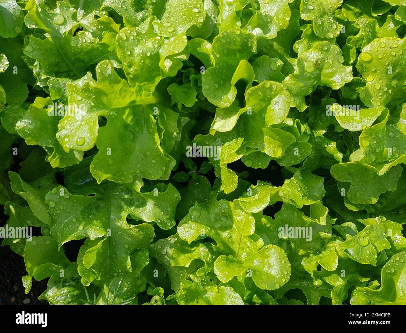 Primo piano di foglie di insalata verde fresca con gocce d'acqua. Concetto di alimentazione biologica e sana. Perfetto per pubblicità di cibo, menu, ricettario, lif Foto Stock