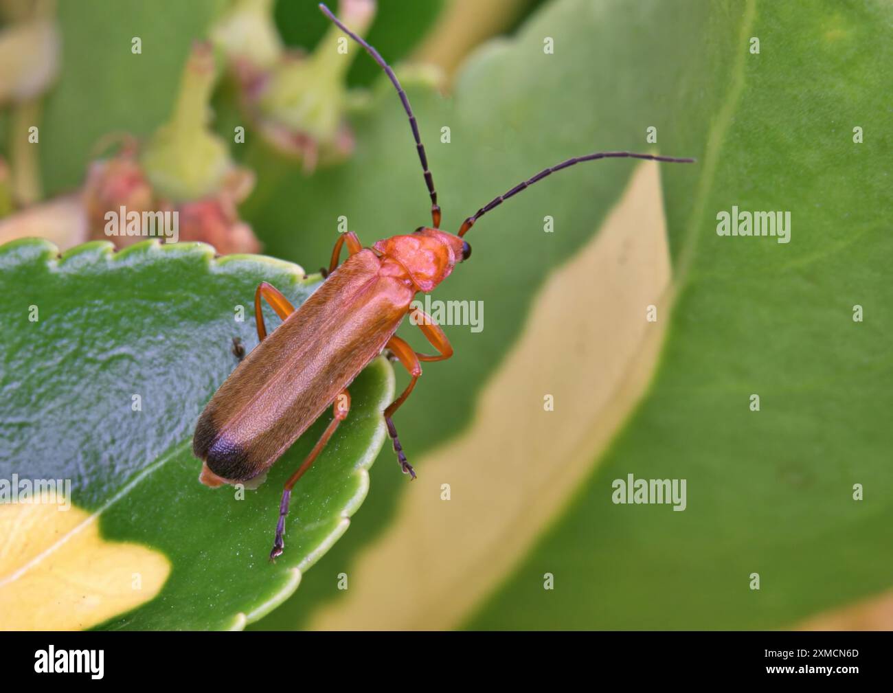 Primo piano di coleottero rosso soldato su una foglia Foto Stock