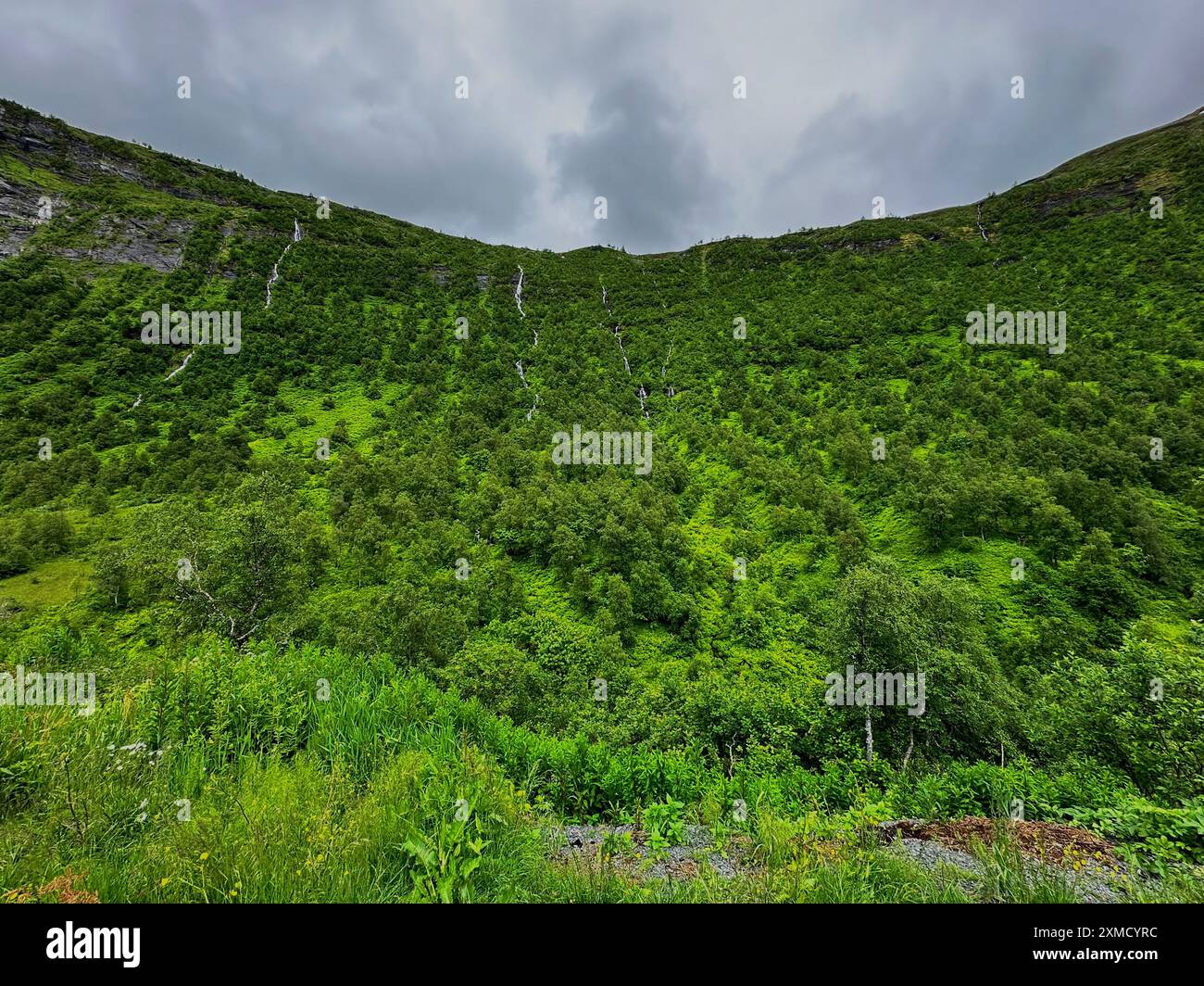 Le cascate scorrono lungo una montagna tra gli alberi negli altopiani della Norvegia Foto Stock